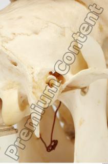 Skull Deer 0066